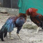 Mengatasi Masalah Kesehatan yang Sering Dihadapi Ayam Bangkok